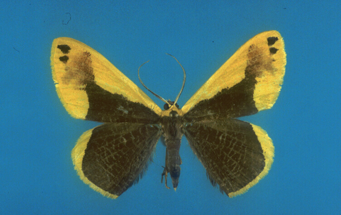 BIOPAT Patenschaften für biologische Vielfalt 047 Plutodes magdelinae